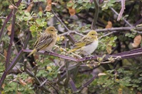 Crithagra dorsostriata